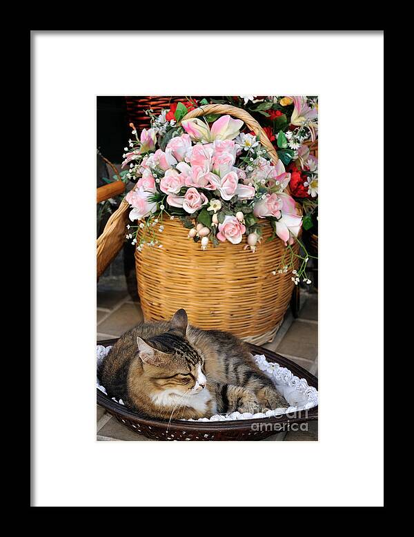 Lesvos; Lesbos; Mytilini; Mitilini; Mytilene; City; Town; Cat Framed Print featuring the photograph Sleeping cat at flower shop by George Atsametakis