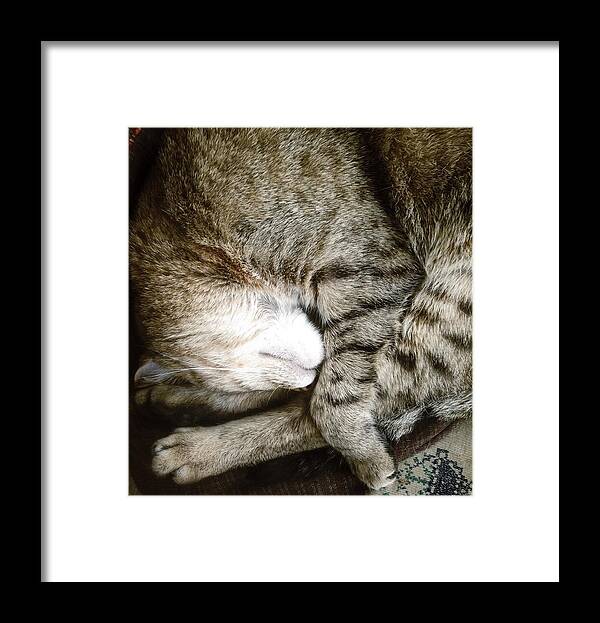 Pets Framed Print featuring the photograph Sleeping Cat by Jill Ferry Photography