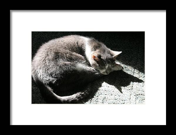 Horizontal Framed Print featuring the photograph Gray Cat Dreaming of Batman by Valerie Collins