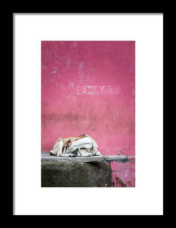 Animal Themes Framed Print featuring the photograph Sleeping Goat Near A Pink Wall by Karthi Kn Raveendiran