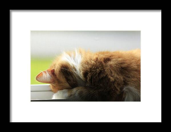Cat Framed Print featuring the photograph Maine Coon Kitten Catnap by Valerie Collins