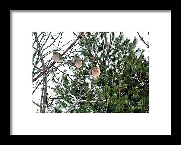 Sleeping Birds Framed Print featuring the photograph Sleeping Morning Doves by Gwen Gibson