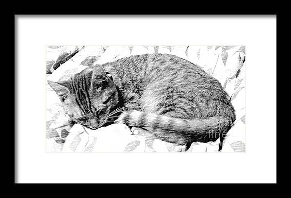 Sleeping Kitten Framed Print featuring the photograph Sleepy Kitty by Lilliana Mendez