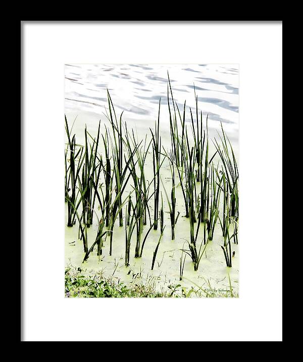 Reeds Canvas Print Framed Print featuring the photograph Slender Reeds by Lucy VanSwearingen