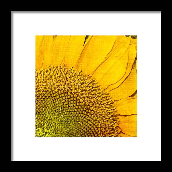 Sunflower Framed Print featuring the photograph Slice of Sunshine by Cathy Kovarik
