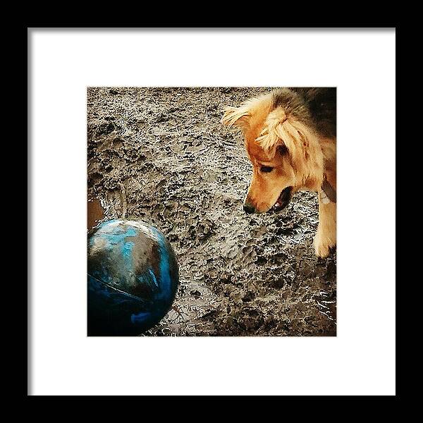 Instagramdogs Framed Print featuring the photograph Slightly Abstract.... #dogs by Abbie Shores