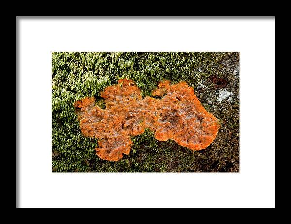 Slime Mould Framed Print featuring the photograph Slime Mould by Bob Gibbons/science Photo Library