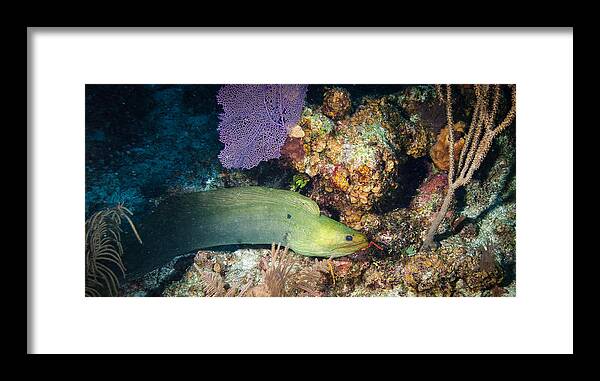 Belize Framed Print featuring the photograph Slithering Moray by Jean Noren