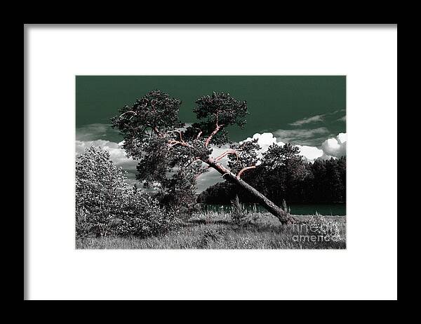 Sloping Pine Framed Print featuring the photograph Sloping Pine by Evgeniy Lankin