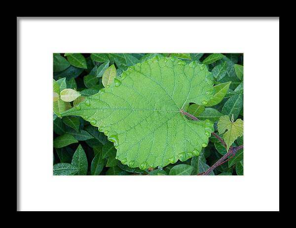 Beauty Framed Print featuring the photograph Slow Down and Look by John Glass
