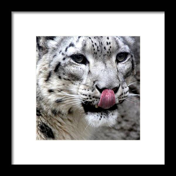 Snow Leopard Framed Print featuring the photograph Slurp by Ramabhadran Thirupattur