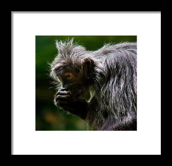 Small Framed Print featuring the photograph Small Monkey Eating by Jonny D
