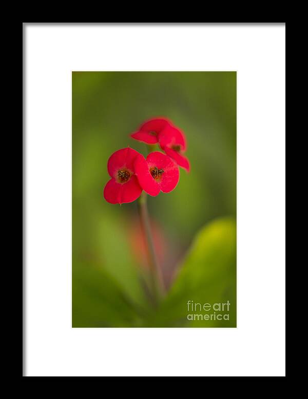 Red Framed Print featuring the photograph Small red flowers with blurry background by Jaroslaw Blaminsky