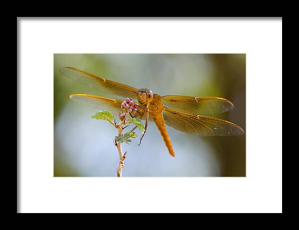 Red Dragonfly Framed Print featuring the photograph Smile and Be Happy by Saija Lehtonen