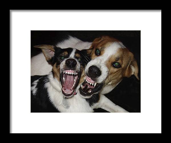 Dog Framed Print featuring the photograph Smile by Norma Brock