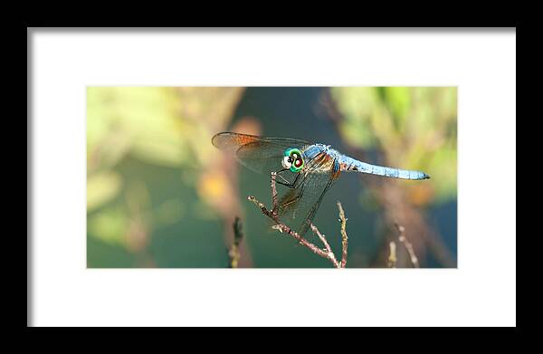 Animals Framed Print featuring the photograph Smile by Darren Bradley
