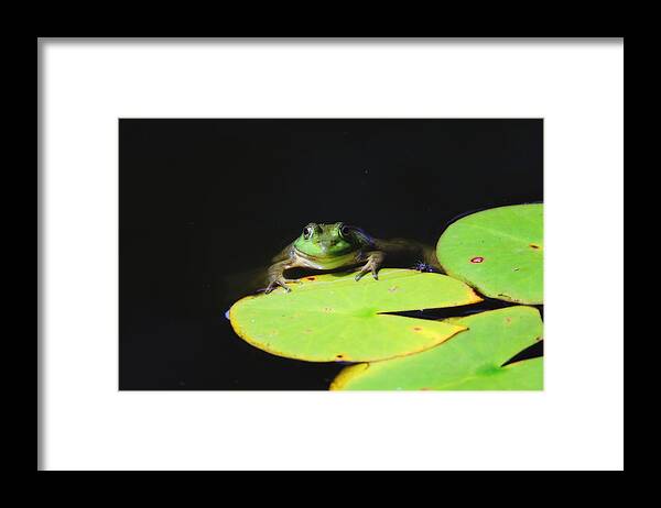 Frogs Framed Print featuring the photograph Smile by Trina Ansel