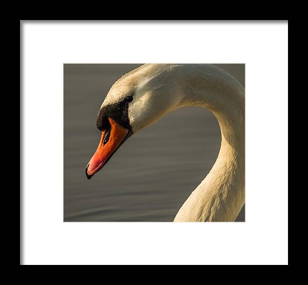 Bird Framed Print featuring the photograph Smile With Your Heart by Rose-Maries Pictures