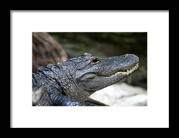 Alligator Framed Print featuring the photograph Smiling Alligator by Valerie Collins