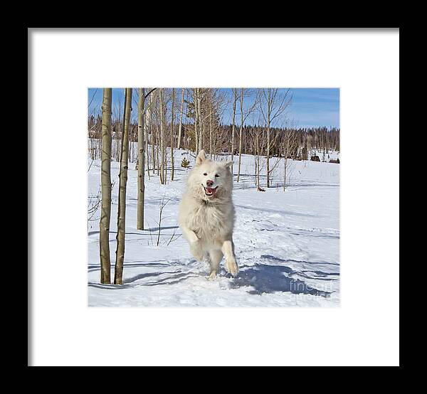 Samoyed Framed Print featuring the photograph Smiling From Ear To Ear by Fiona Kennard