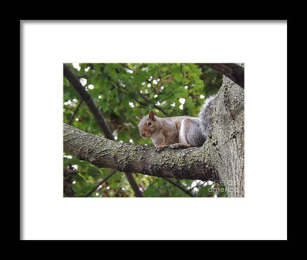 Wildlife Framed Print featuring the photograph Smiling Squirrel ready for pose by Lingfai Leung