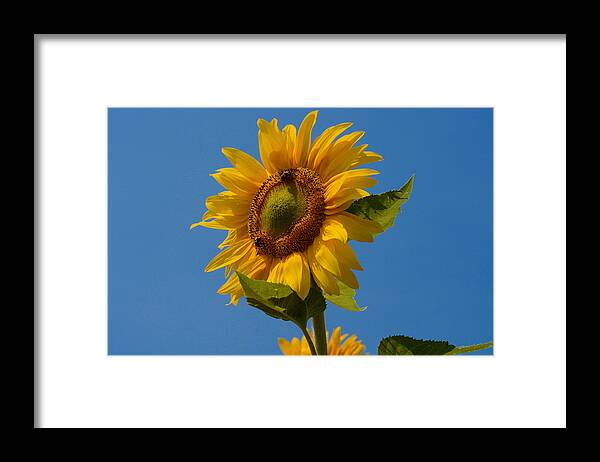 Flower Framed Print featuring the photograph Smiling Sunflower by Nancy De Flon