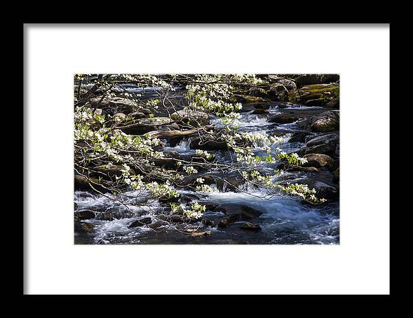 Smoky Mountains Framed Print featuring the photograph Smoky Dogwood 04 by Jim Dollar