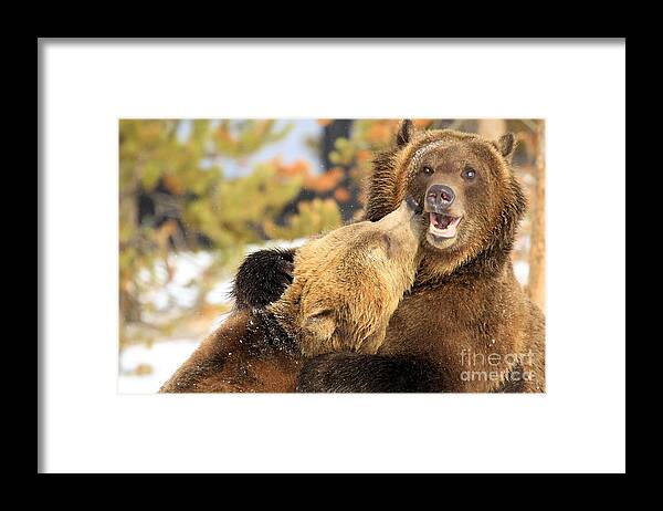 Grizzly Bear Framed Print featuring the photograph Smooch by Adam Jewell