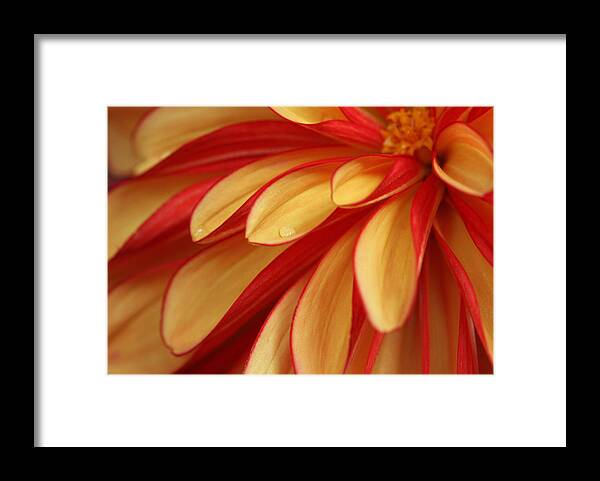 Dahlia Framed Print featuring the photograph Smooth As Butter by Connie Handscomb