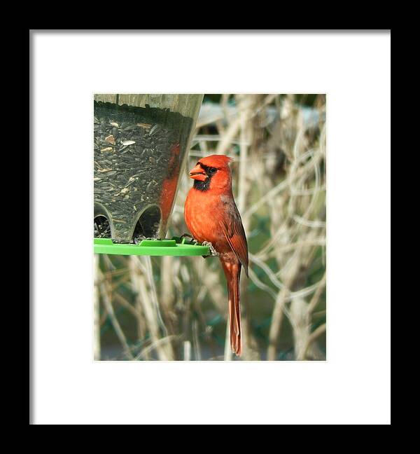 Bird Framed Print featuring the photograph Snack time by Betty-Anne McDonald