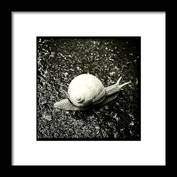 Snail Framed Print featuring the photograph Snail black and white by Matthias Hauser
