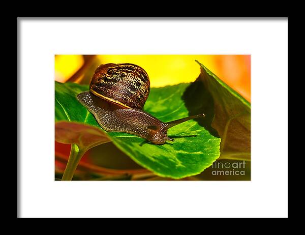 Photography Framed Print featuring the photograph Snail in Colorful Habitat by Kaye Menner