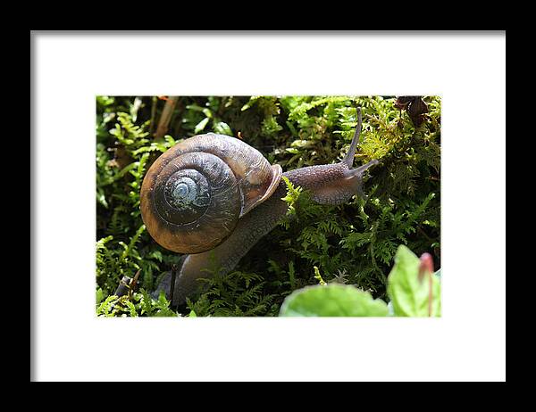Snail In Moss Framed Print featuring the photograph Snail In Moss by Daniel Reed