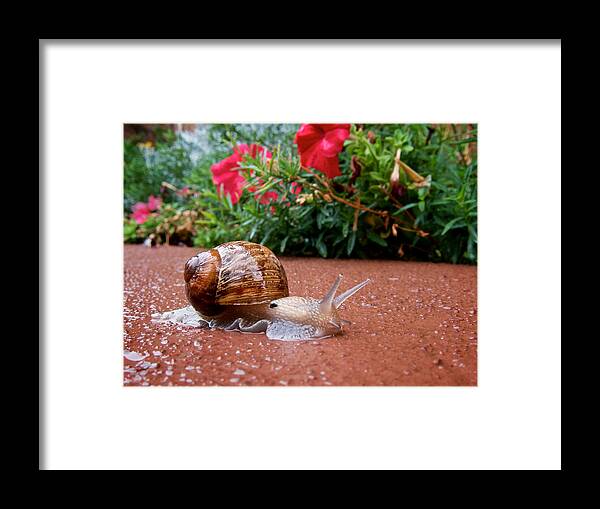 Rain Framed Print featuring the photograph Snail in Motion by Mary Lee Dereske