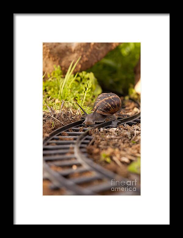 Slowness Framed Print featuring the photograph Snail on train tracks by Guy Viner