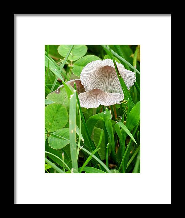 Mushroom Framed Print featuring the photograph Snail Umbrellas by Azthet Photography