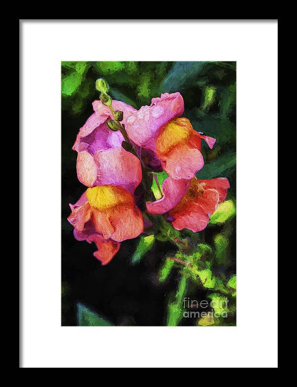 Snapdragon Framed Print featuring the photograph Snapdragon by Sheila Smart Fine Art Photography