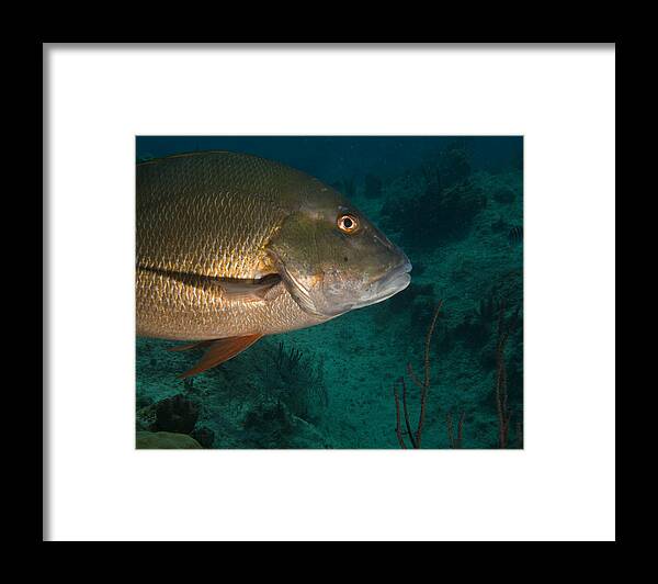 Fish Framed Print featuring the photograph Snapper by Jean Noren