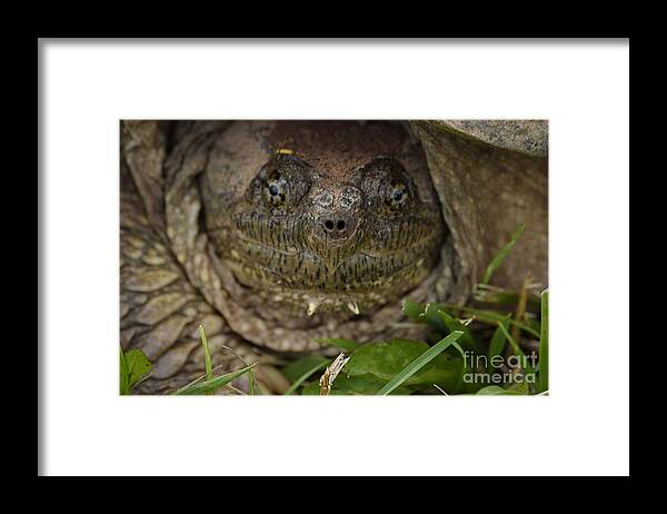 Snapper Face Framed Print featuring the photograph Snapper by Randy Bodkins