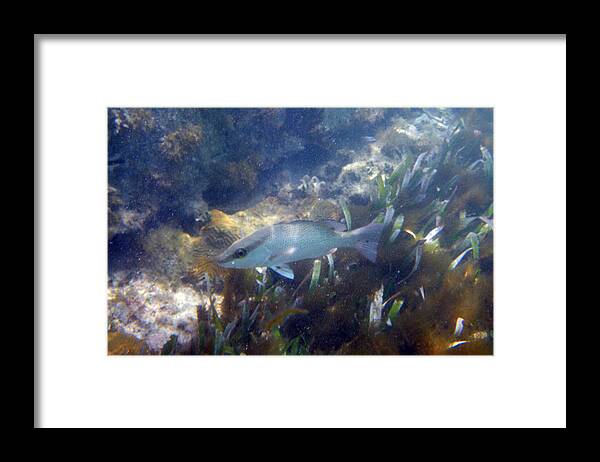 Snorkeling Framed Print featuring the photograph Snorkeling in the Tortugas by Greg Graham
