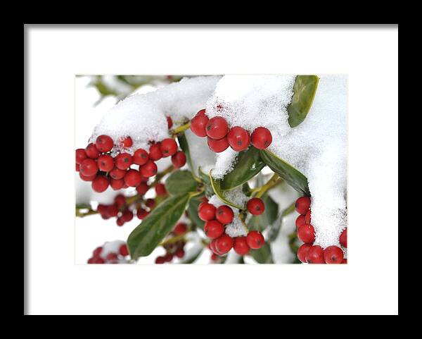 Holly Framed Print featuring the photograph Snow Berries by George Taylor