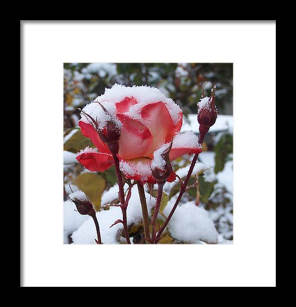 Flowers Framed Print featuring the photograph Snow Blooms by Claudia Goodell