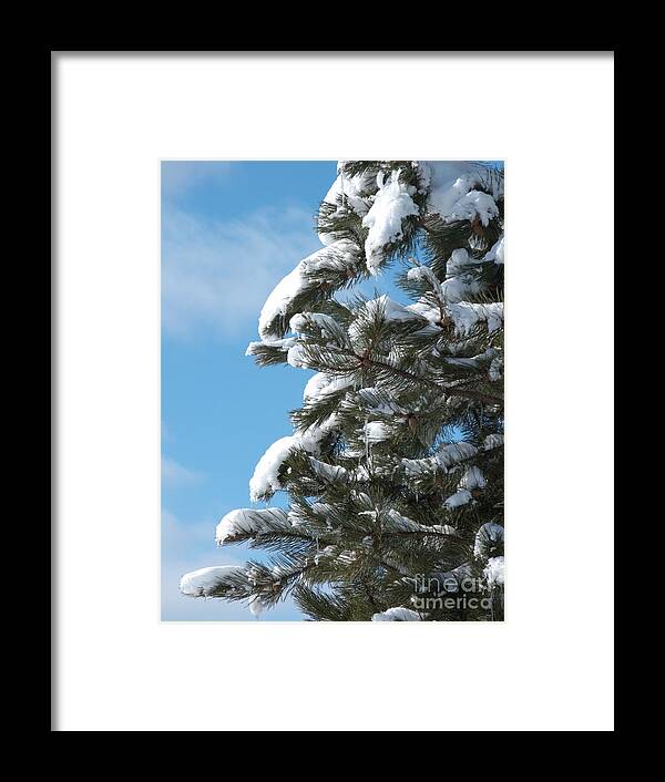 Snow Framed Print featuring the photograph Snow-Clad Pine by Ann Horn