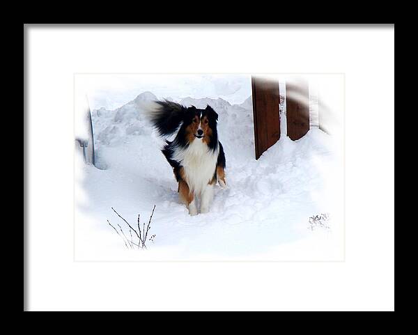 Dog Framed Print featuring the photograph Snow Collie by Zinvolle Art