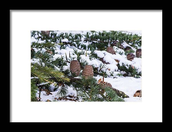 Snow Framed Print featuring the photograph Snow Cones by Spikey Mouse Photography