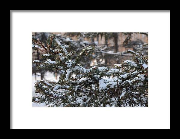 Pine Needles Framed Print featuring the photograph Snow Covered Branches by Brett Geyer