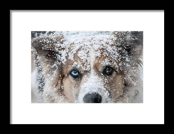 Dog Framed Print featuring the photograph Snow Dog by Carol Erikson