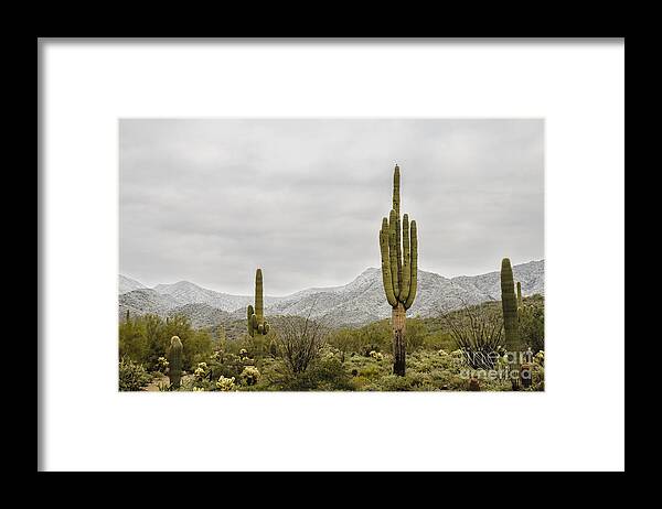 Desert Framed Print featuring the photograph Snow Dusted Desert by Tamara Becker