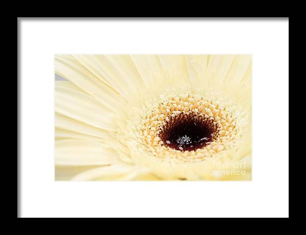 Snow Framed Print featuring the photograph Snow Flakes and Petals by Lisa Cranshaw