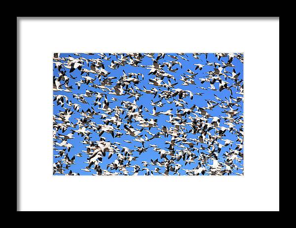 Snow Geese Framed Print featuring the photograph Snow Geese Taking Flight - Bosque del Apache by John Greco